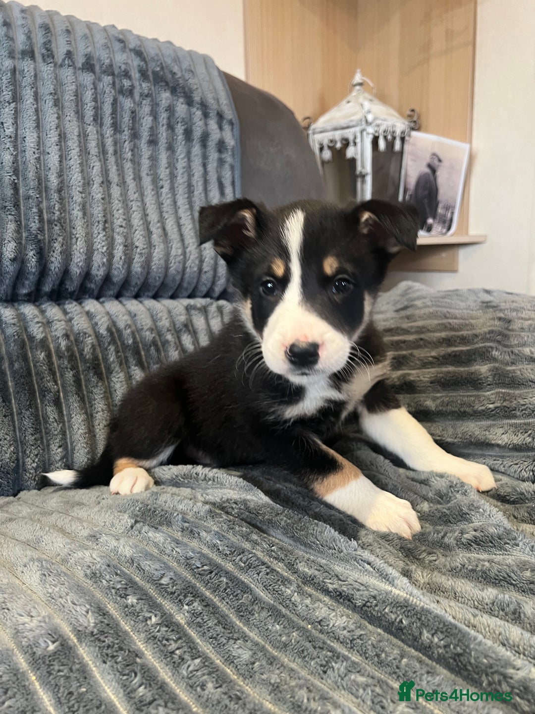 Border Collie dogs for sale: Sheep dog pupps for sale  - Advert 5