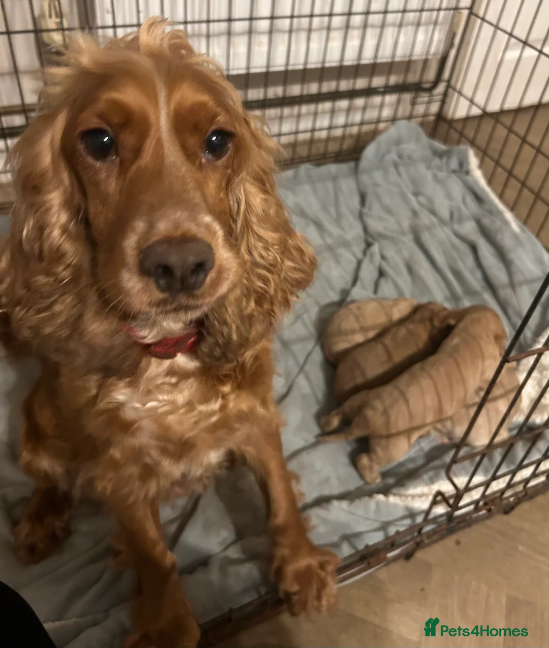 Cockapoo dogs for sale: Cockapoo puppies for sale  - Advert 17