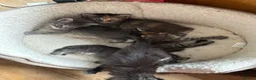 Ragcoon cats for sale: Mâine Coon x Ragdoll, Ragcoon kittens available  - Advert 6