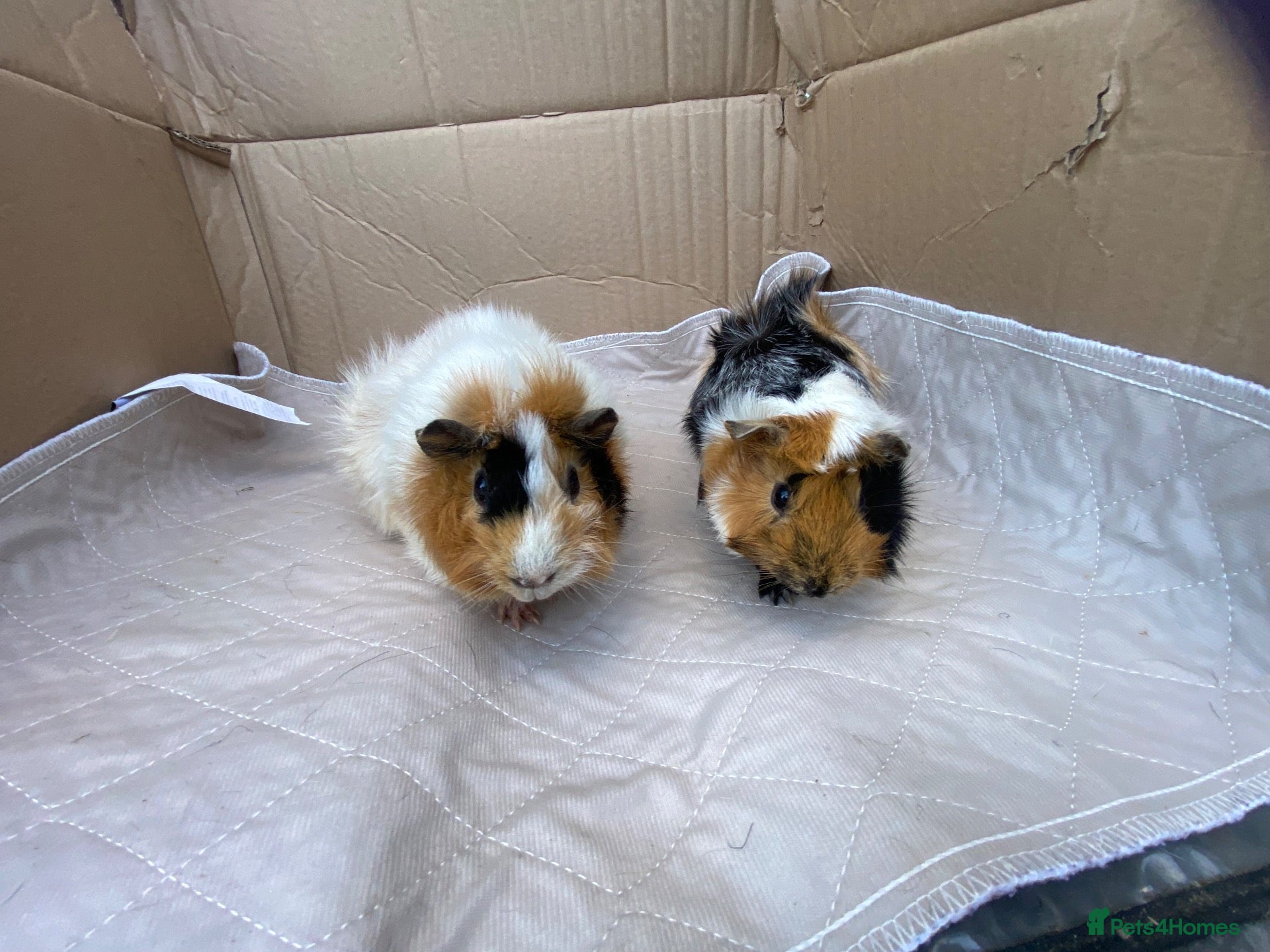 Guinea Pig rodents Various guinea pigs  - Advert 1