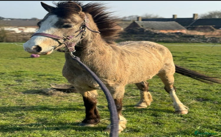 Welsh Section B horses - Advert 3