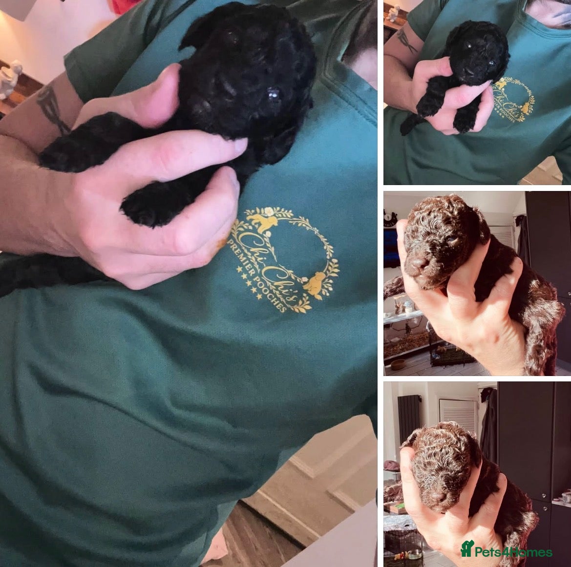 Miniature Poodle dogs 5 star Miniature poodle puppies  - Advert 1