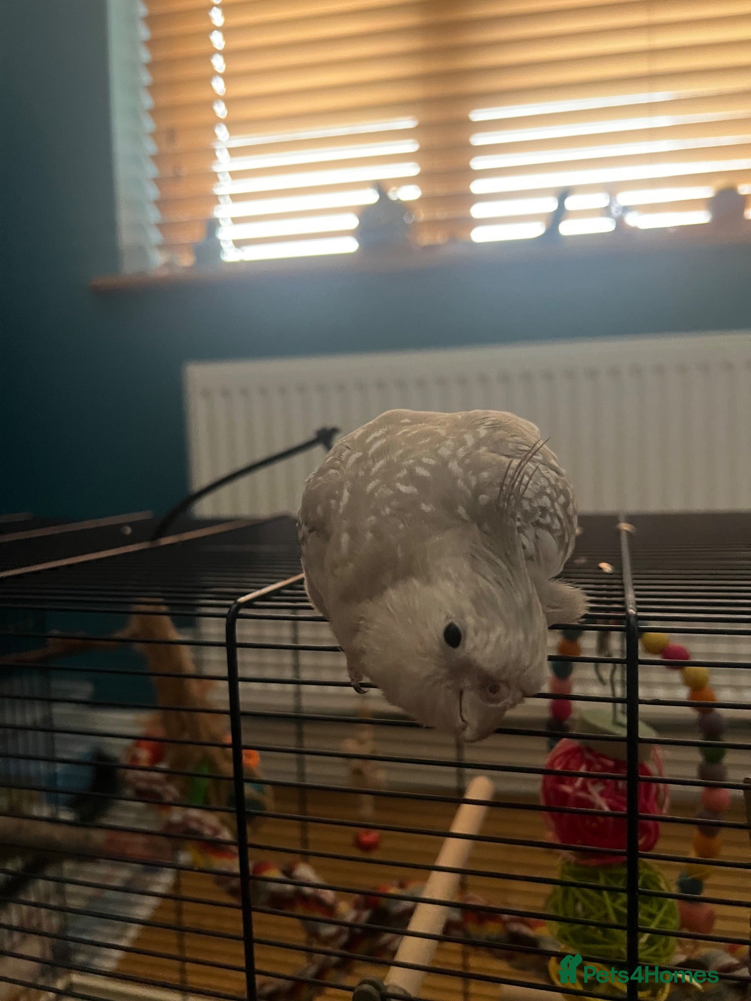Cockatiels birds Female cockatiel called shadow  - Advert 1
