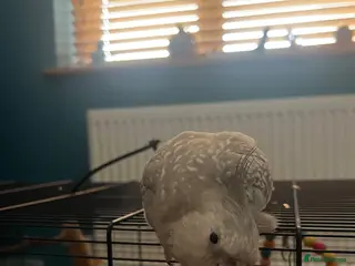 Cockatiels birds Female cockatiel called shadow - Advert 5