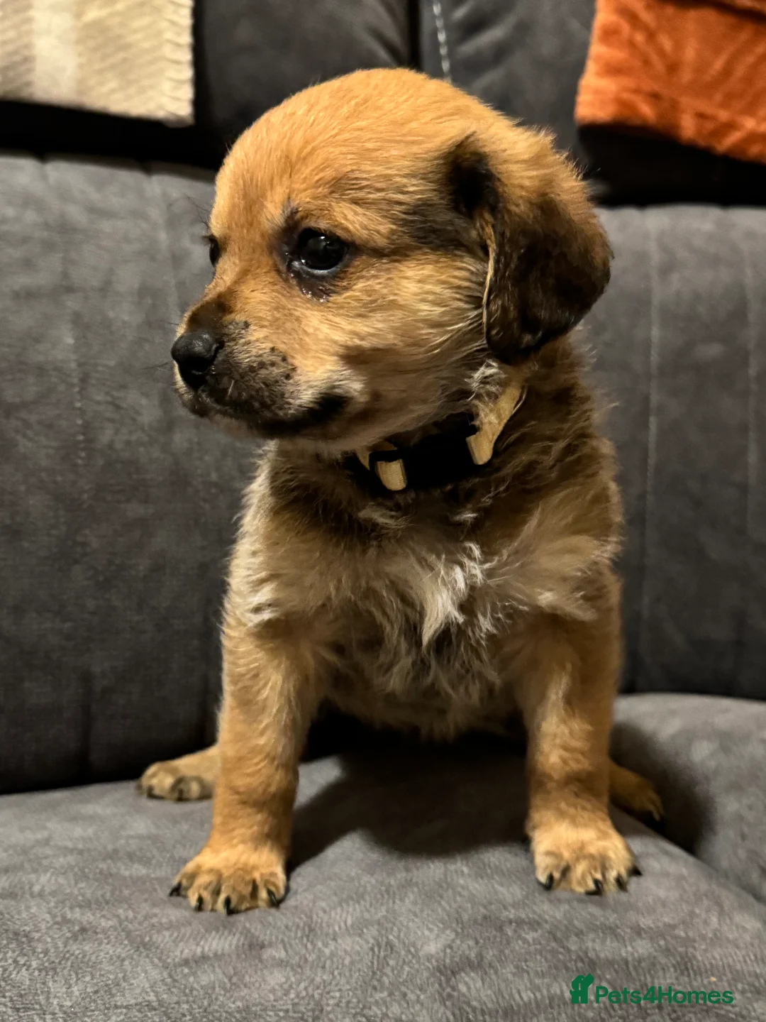 Mixed Breed dogs for sale: Rottweiler cross puppies - Advert 31