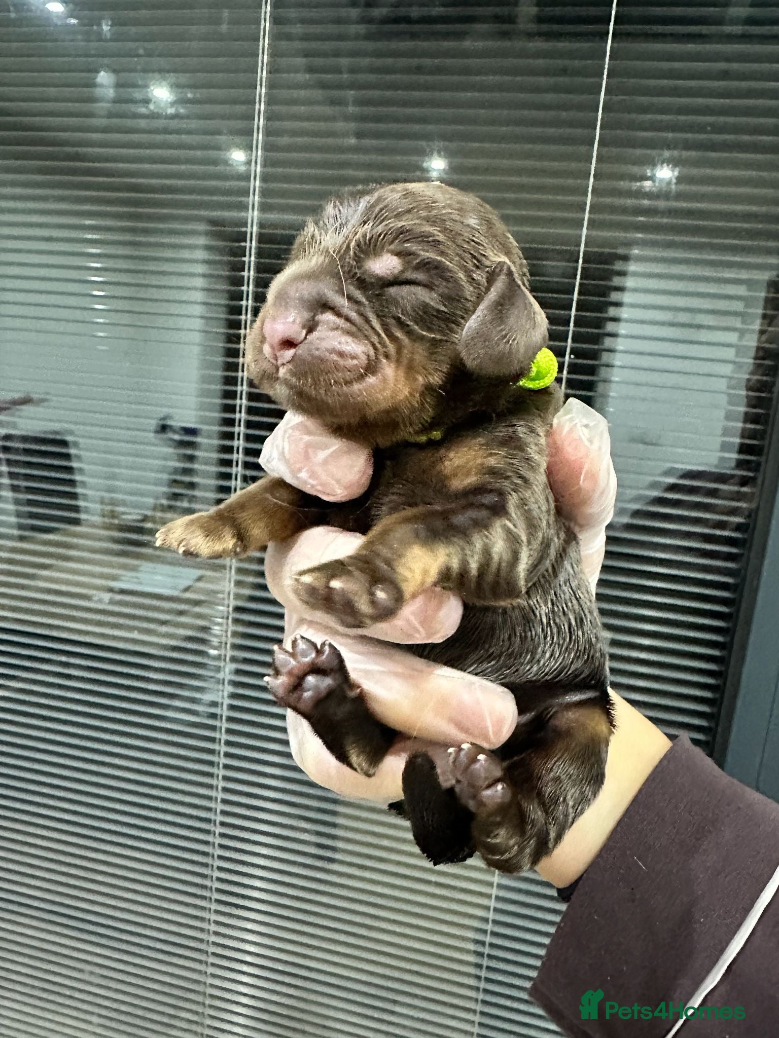 Cocker Spaniel dogs ⭐ ⭐ AMAZING KC SHOW COCKER SPANIELS - Advert 2