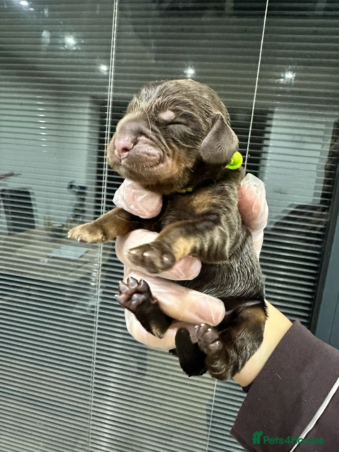 Cocker Spaniel dogs for sale: ⭐ ⭐ AMAZING KC SHOW COCKER SPANIELS - Advert 2