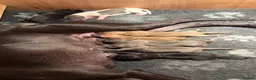 Whippet dogs for sale: Beautiful KC Whippet puppies  - Advert 16