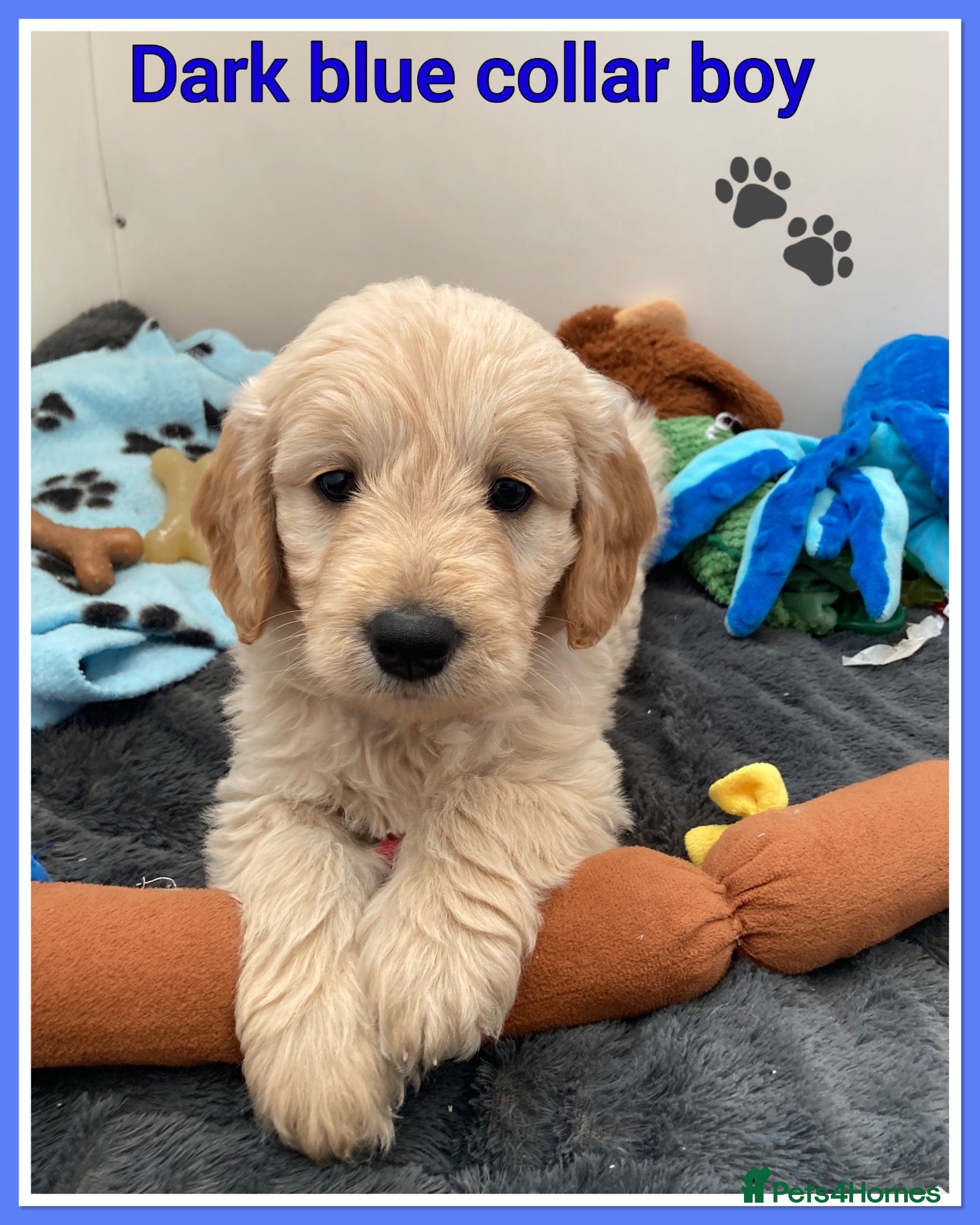 Mini Goldendoodle dogs 🐶 STUNNING F1 MINIATURE GOLDENDOODLES 🐶 - Advert 8