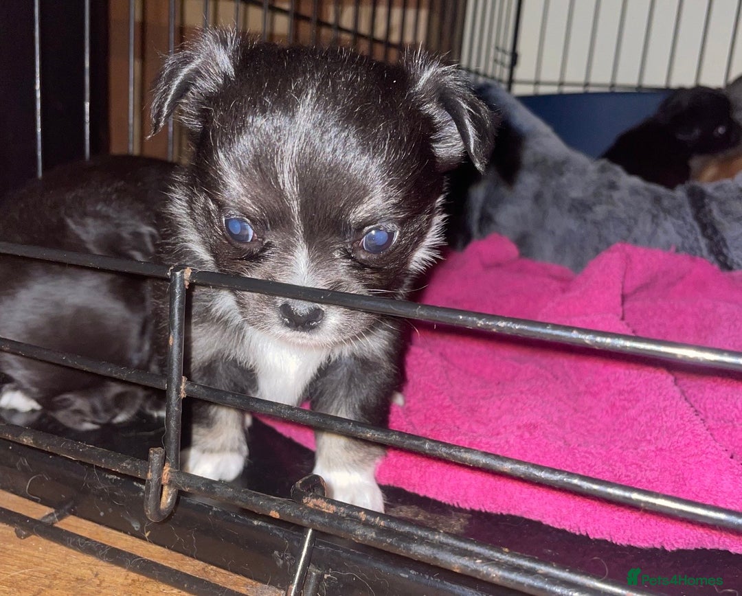 Chihuahua dogs for sale: 2 girl chihuahuas  - Image 1