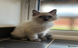 Ragdoll cats for sale: 2 Adorable Bluepoint boy Kittens left!  - Image 16