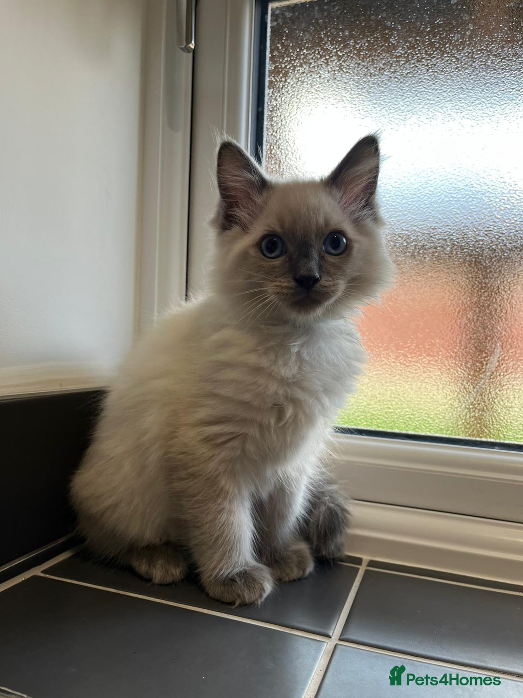Ragdoll cats for sale: 2 Adorable Bluepoint boy Kittens left!  - Image 16