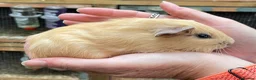 Guinea Pig rodents for sale: Lovely baby guinea pig boys - Advert 6