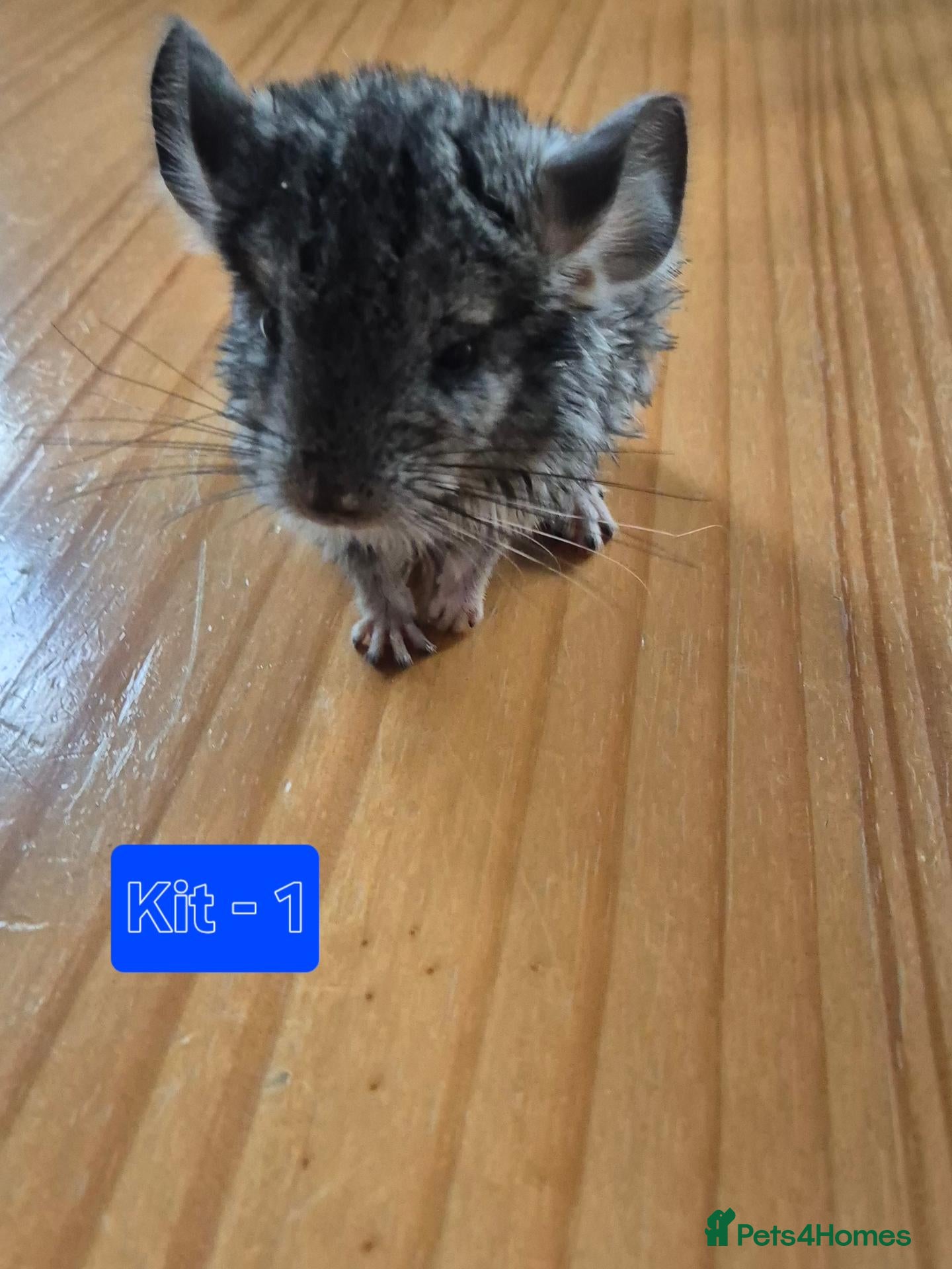 Chinchilla rodents 🌟 Chinchilla Kits Ready for Their Forever Homes - Advert 2