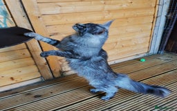Maine Coon cats for stud: Active Tica duel Gccf Maine Coons in Grantham - Image 4