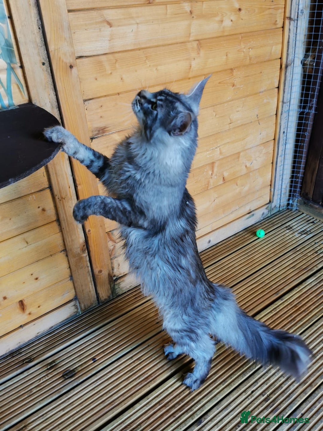 Maine Coon cats for stud: Active Tica duel Gccf Maine Coons in Grantham - Image 4