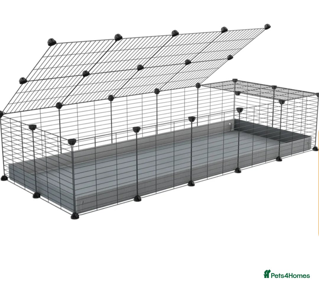 Guinea Pig rodents for sale: 2 Male Guinea Pigs + Large Cage – 5 Months Old - Image 9