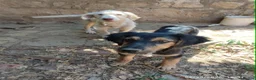 Mixed Breed dogs for adoption: Mika 5 months small medium Macedonia rescue  in Newmarket - Advert 4