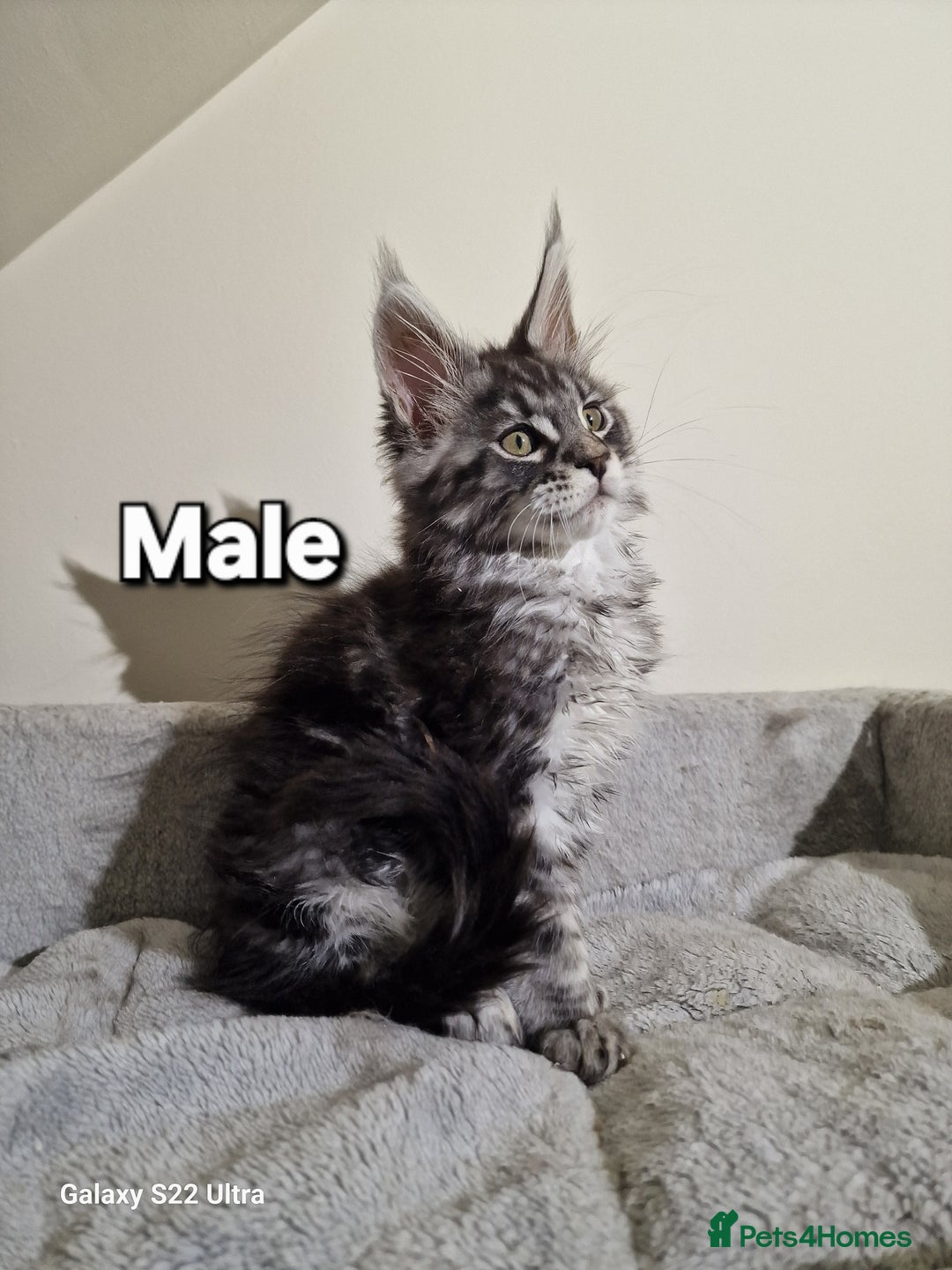 Maine Coon cats for sale: 💥Pure Maine coon😻 - Advert 11