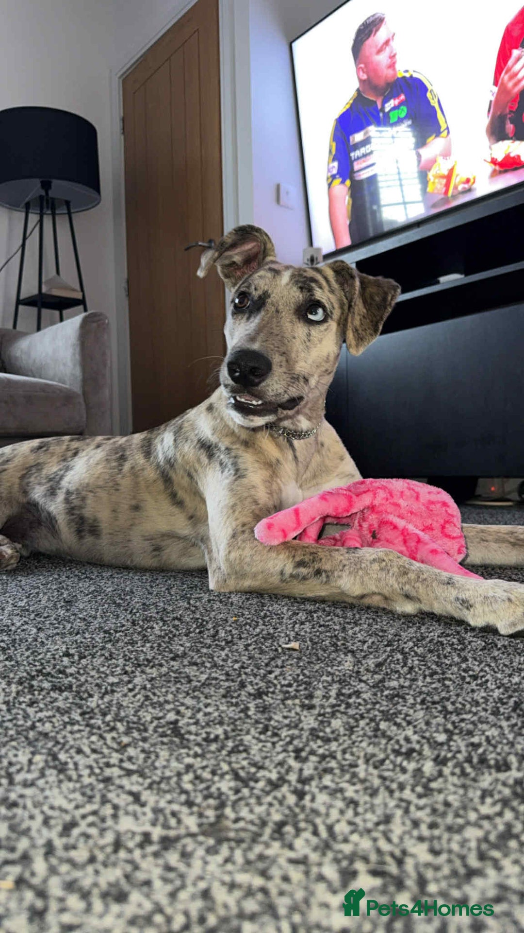 Mixed Breed dogs for sale: Rehome Bobby the lurcher - Image 3