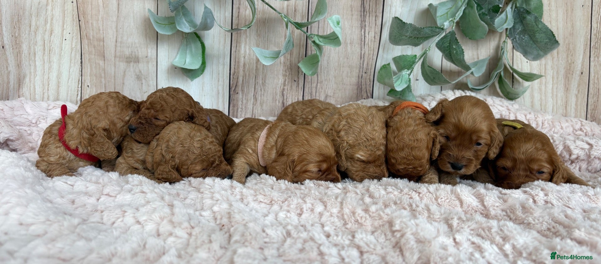 Cockapoo dogs Gorgeous F1B Miniature Cockapoos  Puppies - Advert 2