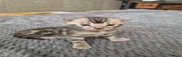 Bengal cats for sale: Champion Bloodline TICA Bengal Kittens in Peterborough - Advert 20