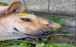 Mixed Breed dogs for adoption: 💖🐶 IRIS 🐶💖 - Image 6