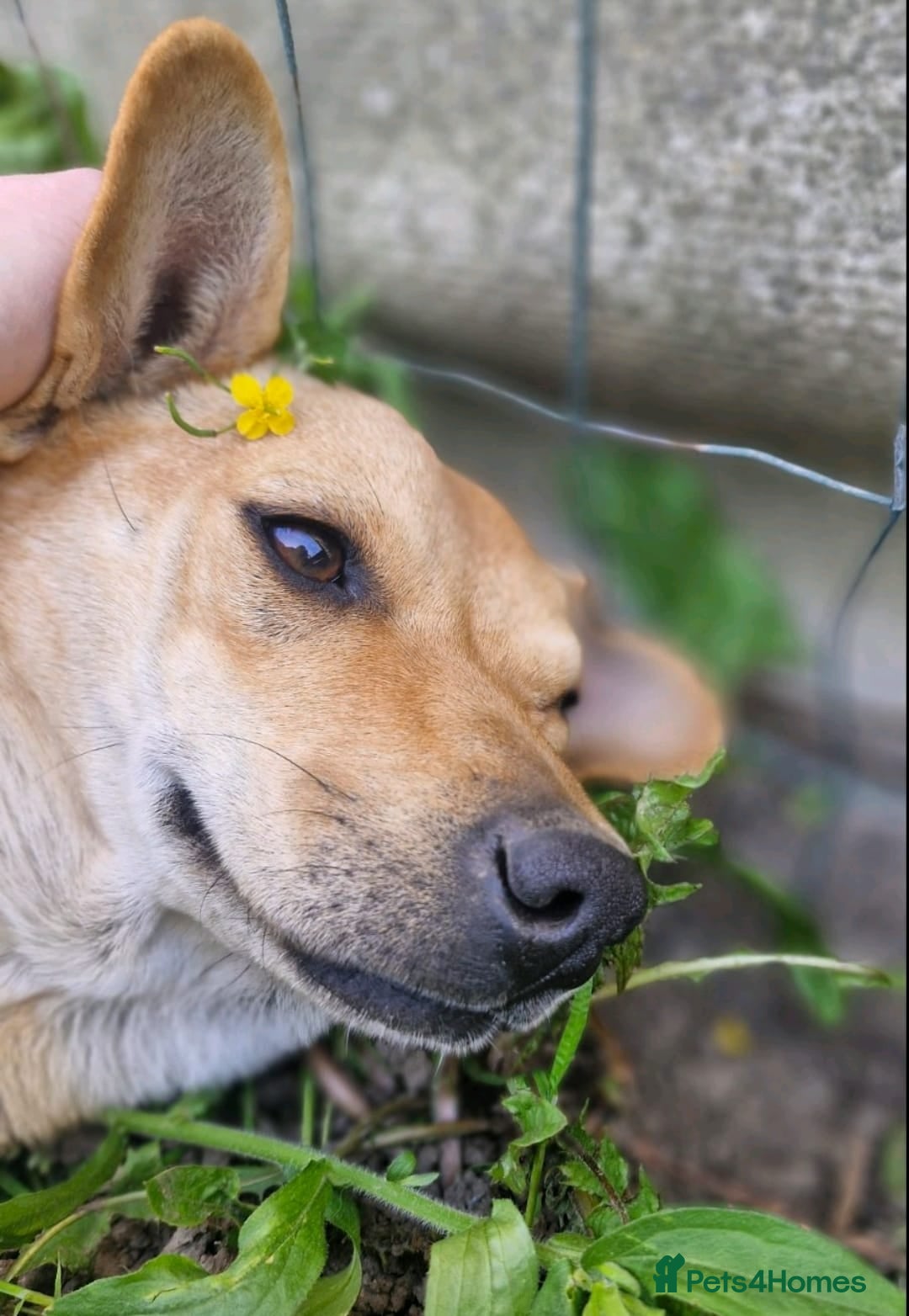 Mixed Breed dogs for adoption: 💖🐶 IRIS 🐶💖 - Image 6