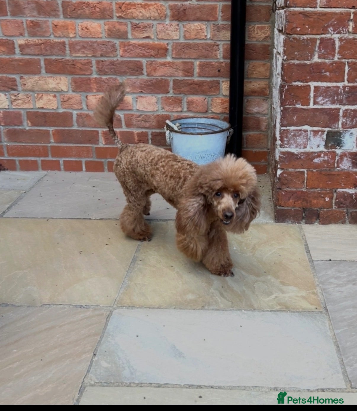 Miniature Poodle dogs Miniature poodle female  - Advert 2