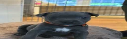 Staffordshire Bull Terrier dogs for sale: 🐾 Gorgeous Blue Staffordshire Bull Terriers Pups  - Advert 28