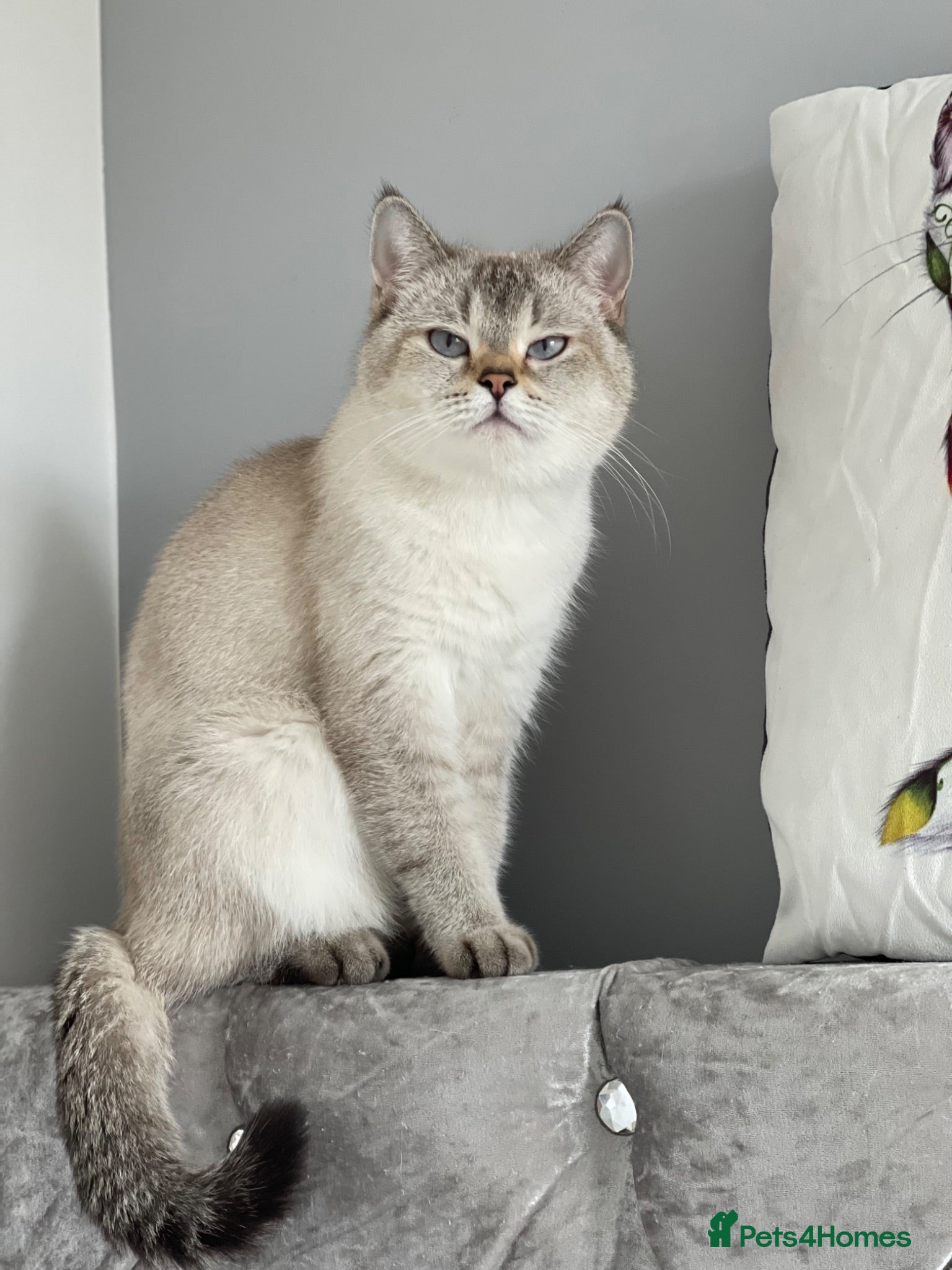 British Shorthair cats British shorthair kittens  - Advert 1