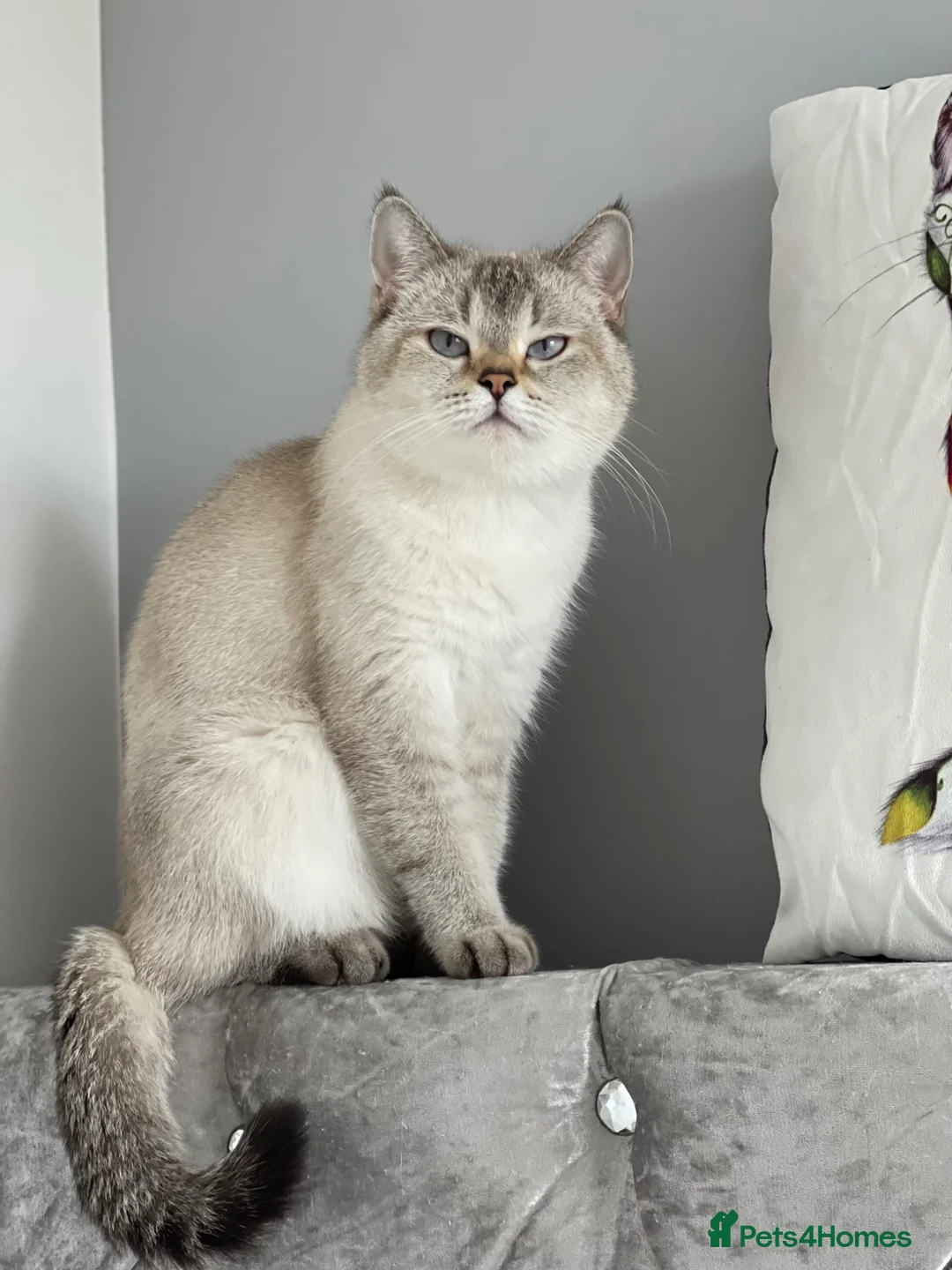 British Shorthair cats for sale: British shorthair kittens  - Advert 1