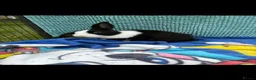 Mini Lion Lop rabbits for sale: Beautiful mini lion lop baby bunny rabbits  - Advert 9