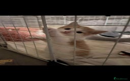 Mixed Breed cats for sale: Gorgeous kittens  - Image 11