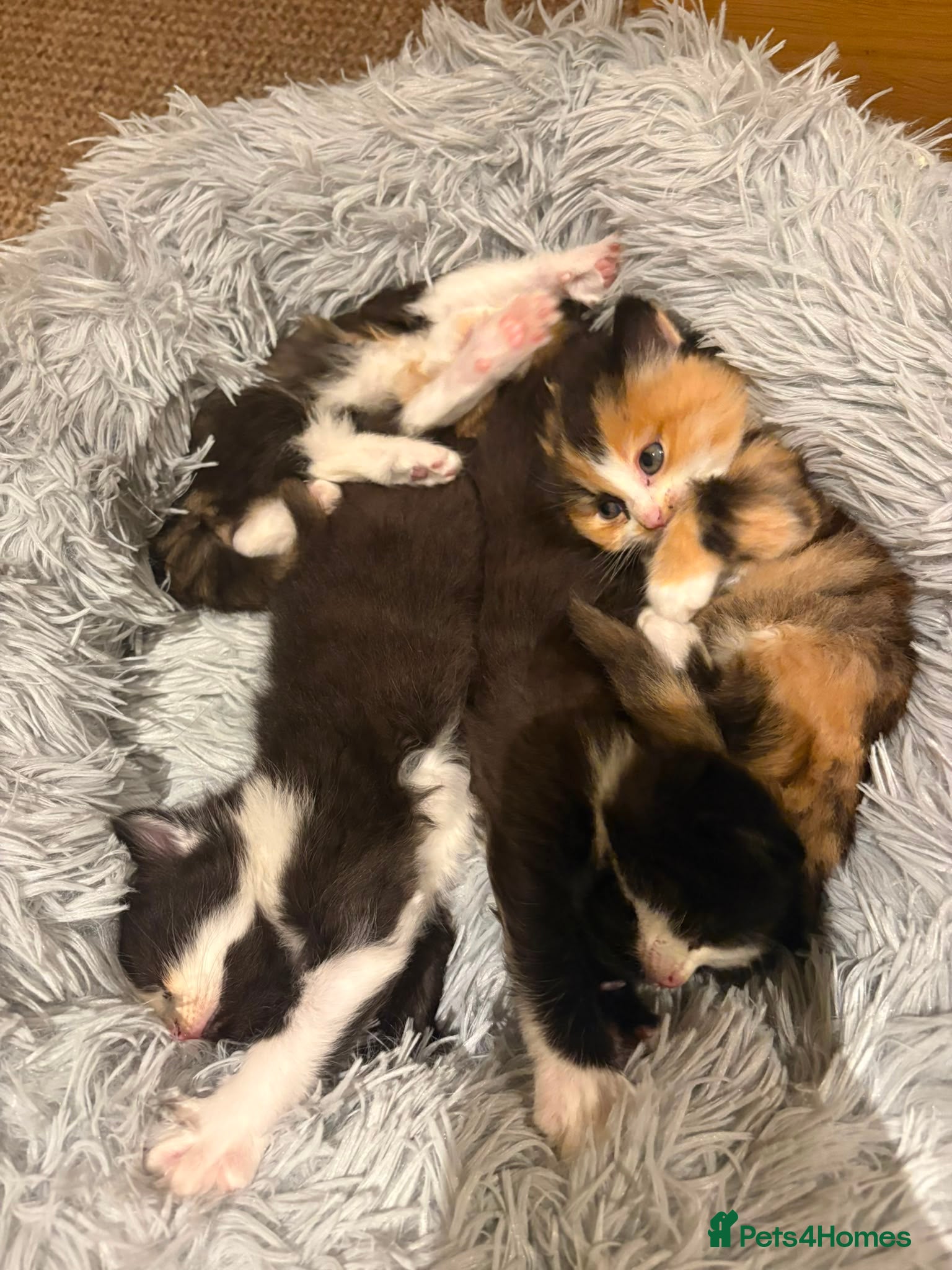 Mixed Breed cats For sale 4 beautiful Tabby x Kittens - Advert 1