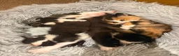 Mixed Breed cats for sale: For sale 4 beautiful Tabby x Kittens in Northampton - Advert 1