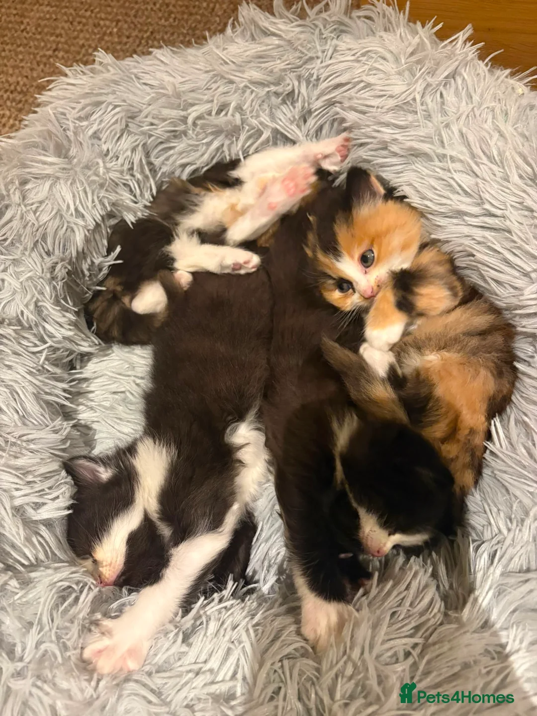 Mixed Breed cats for sale: For sale 4 beautiful Tabby x Kittens in Northampton - Advert 1