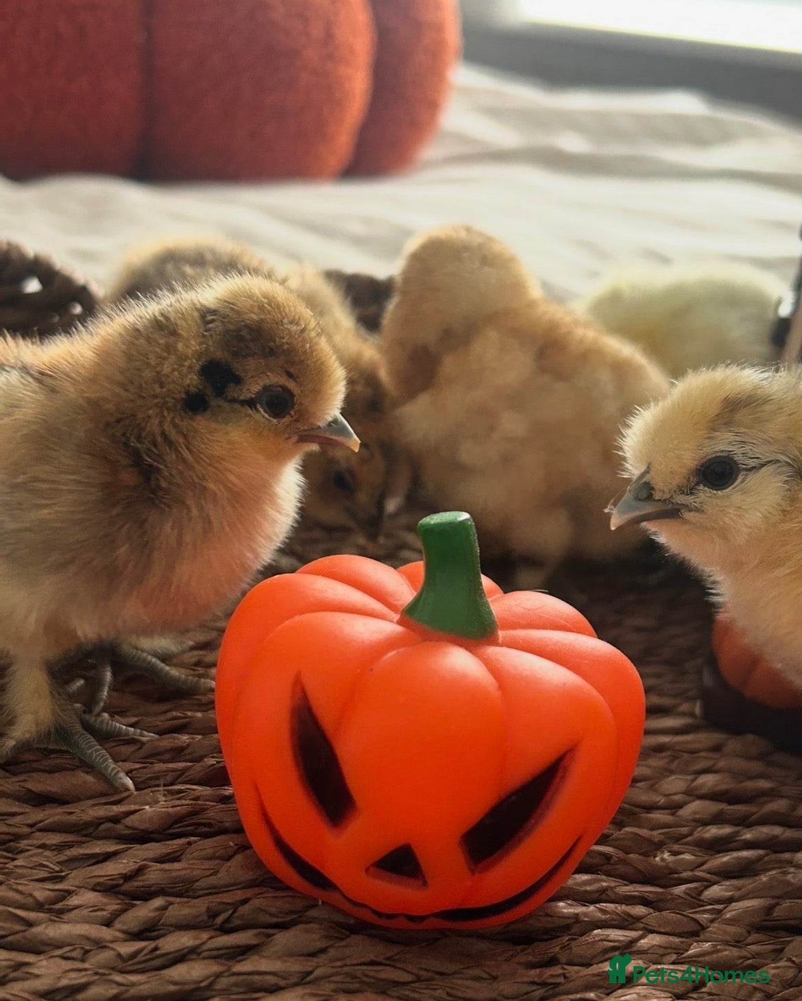 Chickens poultry Silkie chicks for SALE - Advert 19