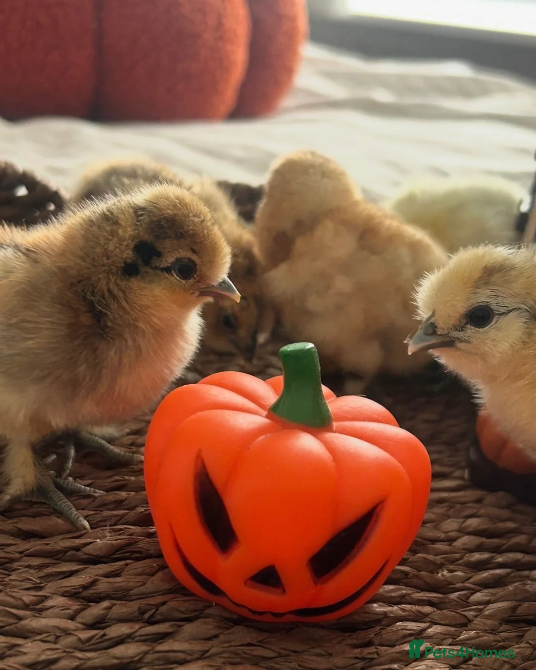 Chickens poultry for sale: Silkie chicks hatching eggs NOW - Advert 2