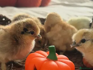 Chickens poultry Silkie chicks for sale NOW - Advert 1