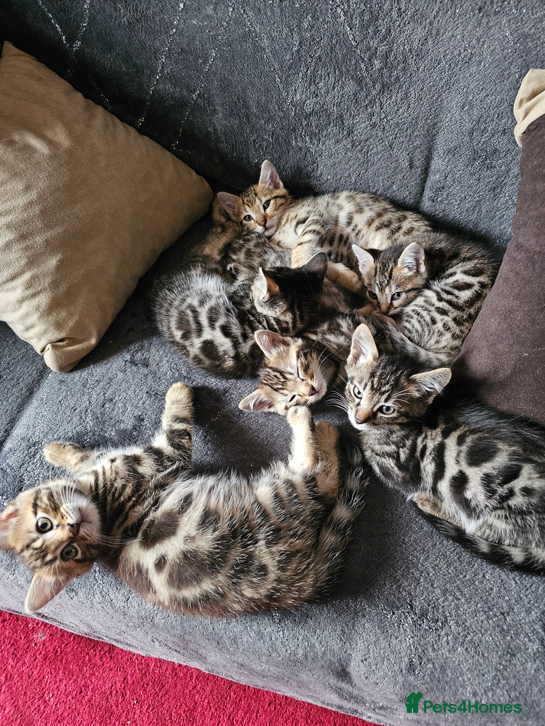 Bengal cats for sale: Bengal kittens  - Image 8