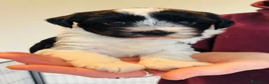 Tibetan Terrier 11