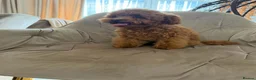 Toy Poodle dogs for sale: Two Adorable Toy Poodles – One Boy & One Girl  - Advert 4