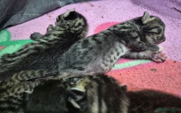 Savannah cats for sale: Savannah kittens  - Image 3
