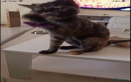 Mixed Breed cats for adoption: ELLIE -IS SHE NOT AMAZING LOOKING PERSIAN KITTEN?? - Image 9