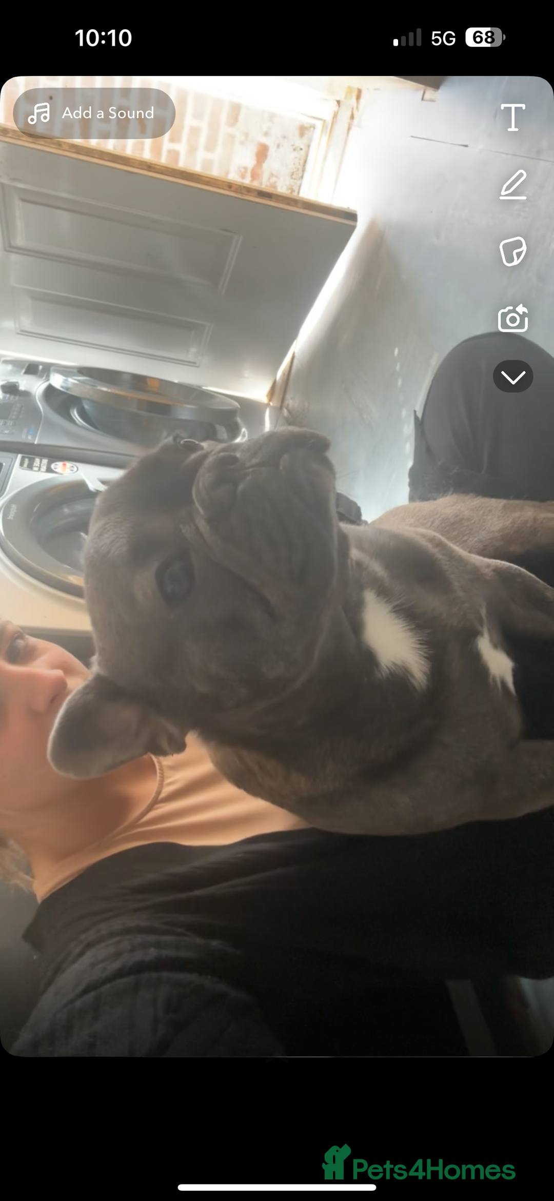 French Bulldog dogs for sale: french bulldog - Advert 5