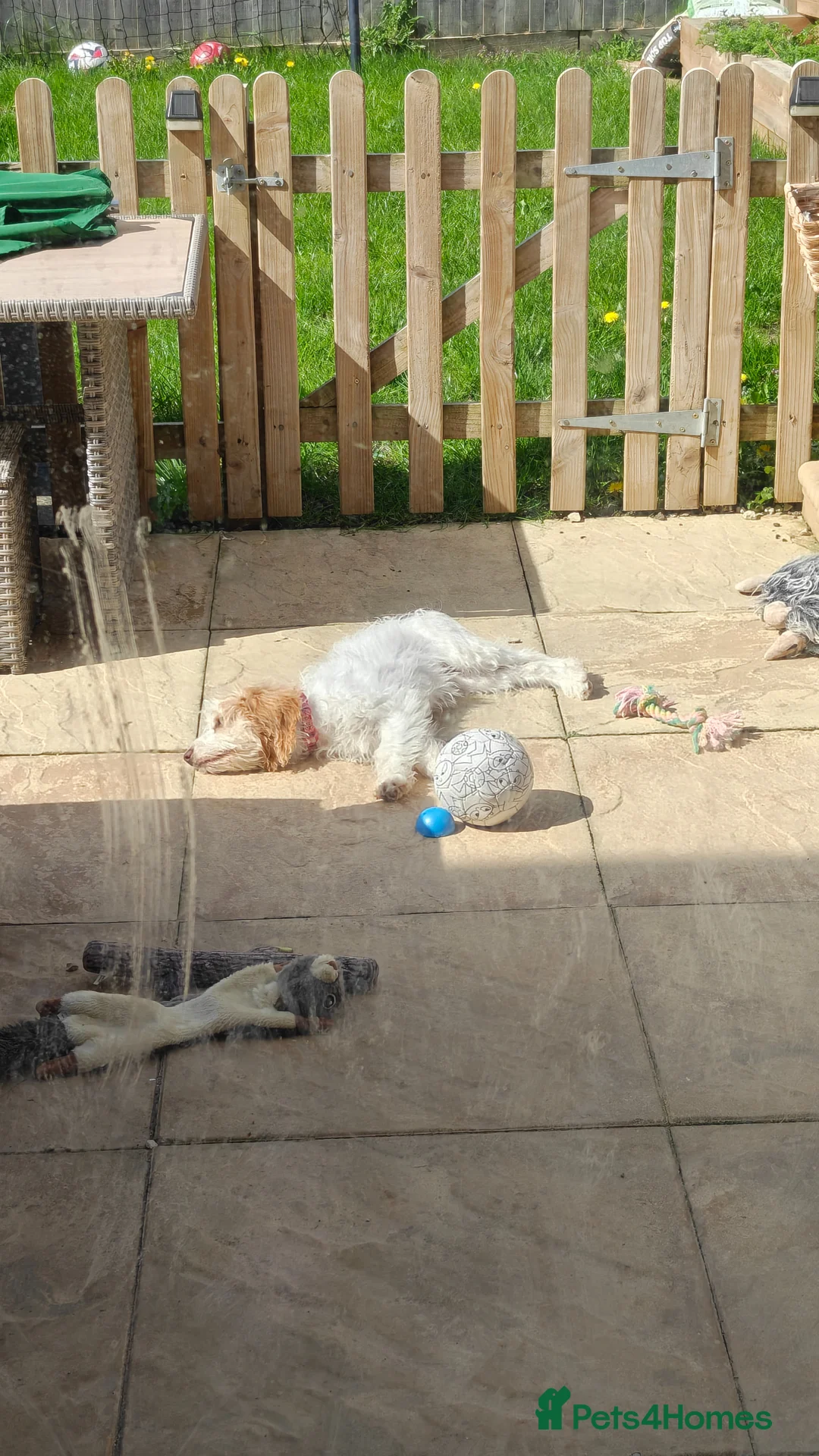 Cockapoo dogs for sale: Beautiful cockapoo in Chinnor - Advert 2