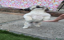 Shih Tzu dogs for sale: Doggy  - Image 7