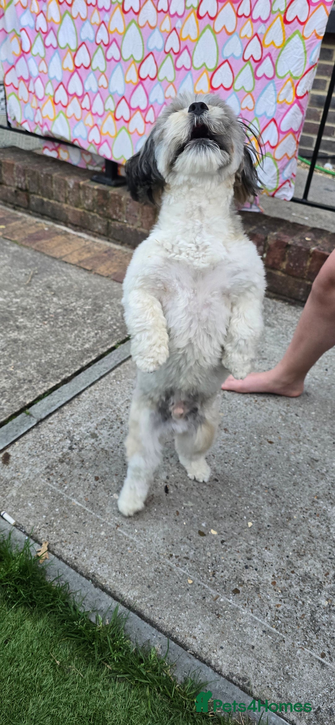 Shih Tzu dogs for sale: Doggy  - Image 7