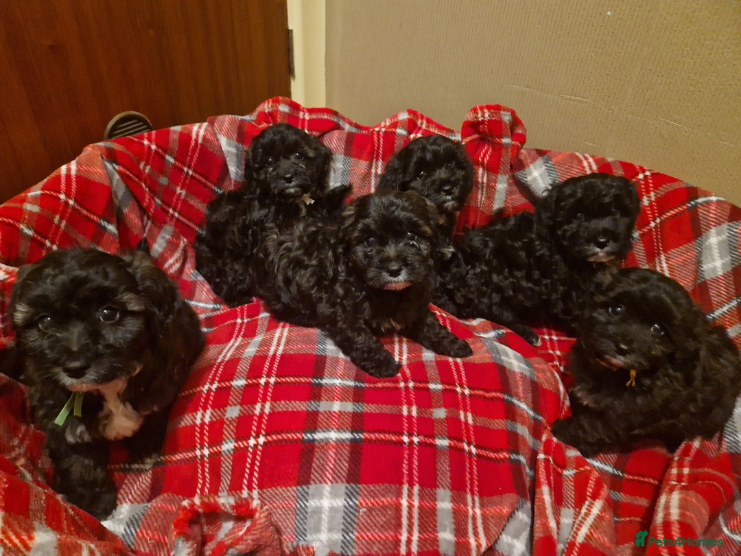 Shihpoo dogs for sale: 6 Georgeous Shipoo Teddy pups - Image 9